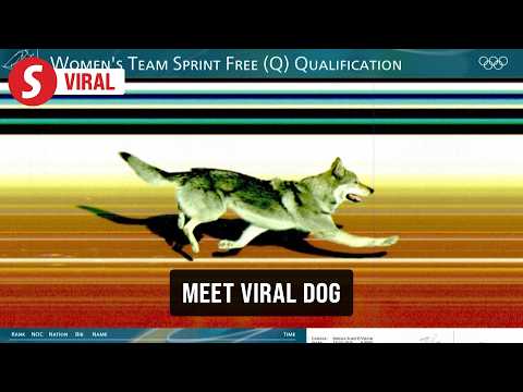 Nazgul the Wolfdog Crashes an Olympic Race