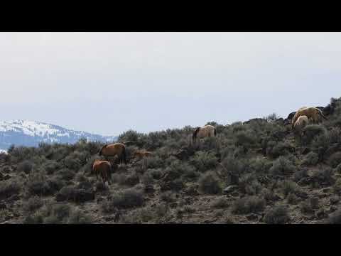 Daddy's Socks Part 2 - Scene and Herd Wild Horses