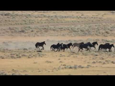 North Landers Complex, WY BLM Wild Horse Round-Up 7/1/24 - Scene and Herd Wild HorsesVideo 1
