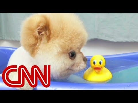 Boo 'the world's cutest dog' isn't dead