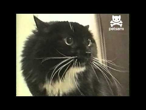 Talking Cat Says "Oh Long Johnson"