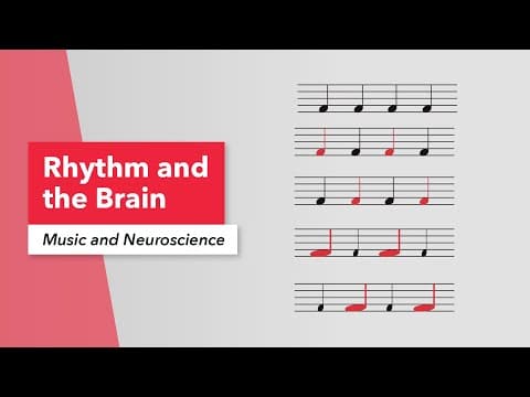 How Rhythm Guides the Brain