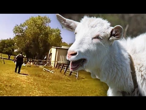 Goat-Scream Cops 'Can't Help But Laugh'