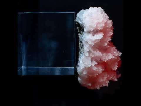Nordmann - Star-Fluff