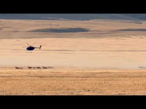 Callaghan Wild Horse Gathering 2026 Raw Video