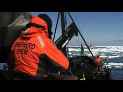 Japan demands action against Sea Shepherd