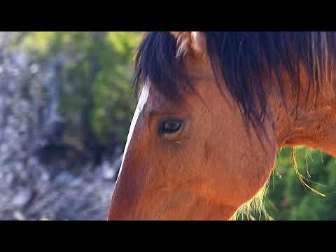 There's Something Precious found in the BREATHTAKING PRYOR MOUNTAINS - Wild Mustangs of the Pryors