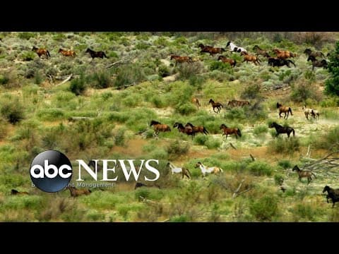 It’s not too late: Search for solutions to Western wild horse dilemma