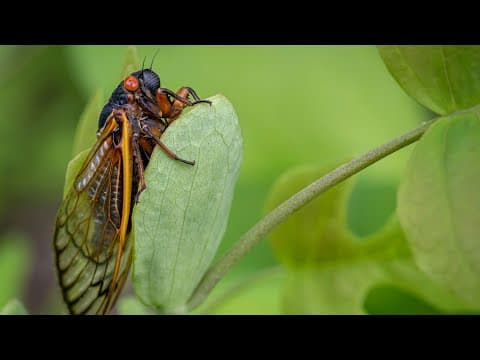 Brood X Cicadas Emerge After 17 Years