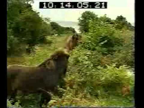 Exmoor Ponies in Conservation featured on BBC Countryfile