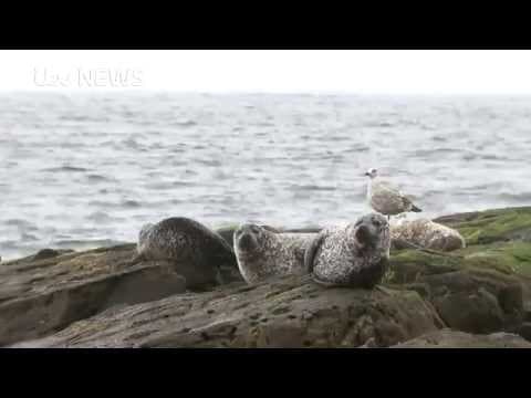 Salmon industry under fire for shooting seals
