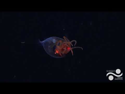 Colossal squid — first live observation
