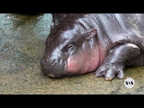 Thailand's baby hippo Moo Deng becomes internet sensation