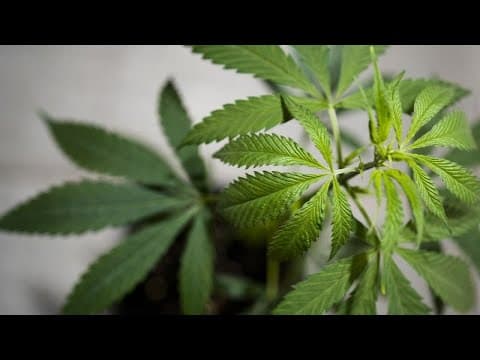 German Conservatives Threaten to Reverse Cannabis Legalisation
