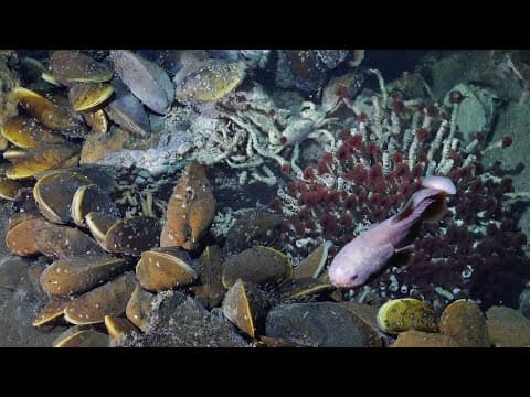 Hydrothermal Vents of the Western Galápagos | 4K ROV Highlights