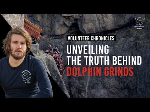 Unveiling the Truth Behind Dolphin Grinds on the Faroe Islands