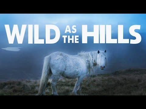 Protecting the Wild Ponies of the Carneddau Mountains