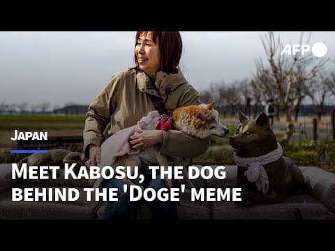 Rescue pup to meme star: The real-life 'Dogecoin' dog