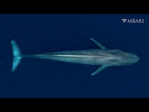 Eavesdropping on ocean giants: MBARI tech reveals the secret lives of blue whales