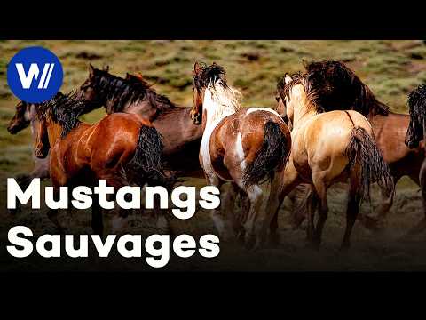 Mustangs américains : l’incroyable destin des chevaux sauvages | Documentaire complet
