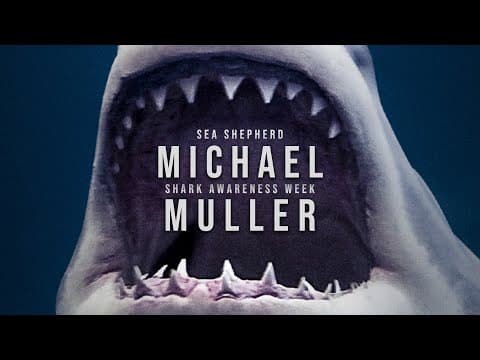 Is Michael Muller Afraid of Sharks? | Shark Awareness Week
