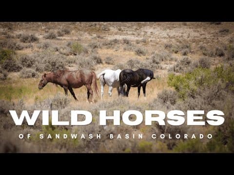 Wild Horses of Sand Wash Basin | Colorado Wildlife Photography