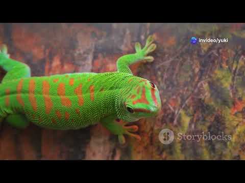Jungle Giants: Discovering the Terrestrial Wildlife of the Solomon Islands