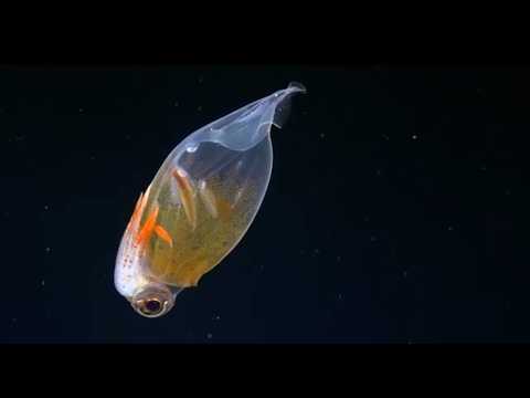 Welcome to the Midwater! | Animals as Living Bioreactors PART 1