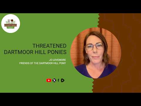 Threatened Dartmoor Hill Ponies with Jo Lovemore on The Country Telegraph.