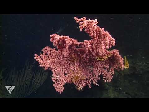 Deep relaxation: Breathe and unwind in deep-sea coral and sponge gardens