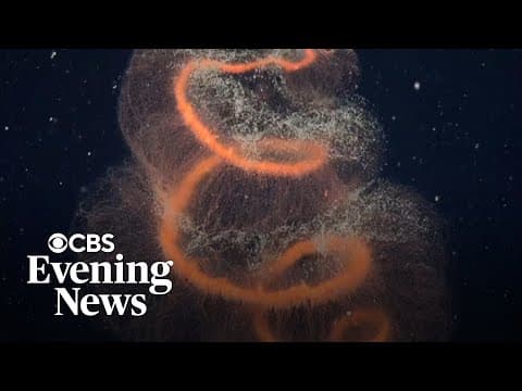 Scientists stunned by marine life discovered on Antarctic sea floor