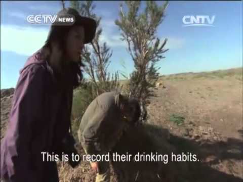 Searching for an animal rarer than the giant panda - the Przewalski's horse