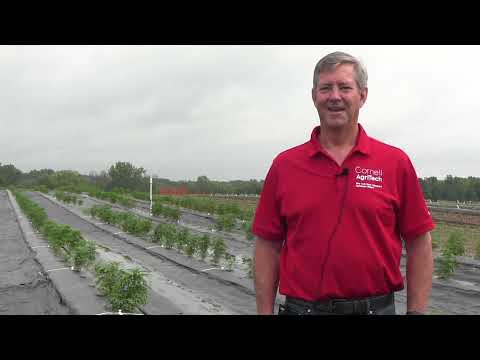 Hemp breeding at Cornell University