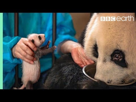 Watch — inside a panda nursery
