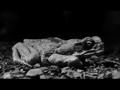 The cane toad invasion