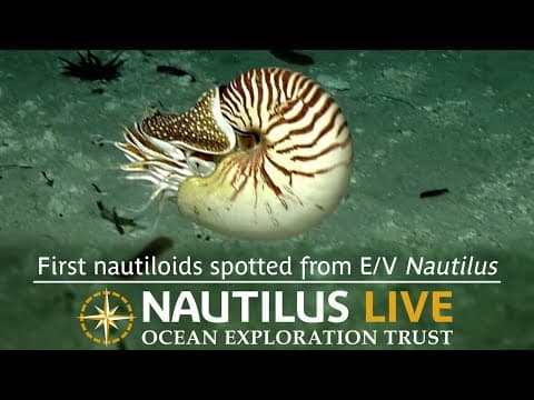 First nautiloids spotted from EV Nautilus