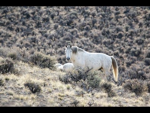 The Legacy of Idaho's Wild Horse Herds