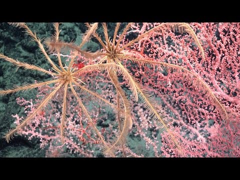 Expedition Update: Searching for the Origin of Immunity