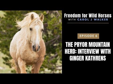 Freedom for Wild Horses Episode 6 the Pryor Mountain Herd: Interview with Ginger Kathrens