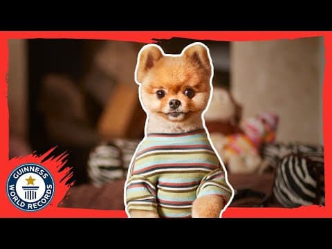 Jiffpom - The fastest dog on two paws - Meet The Record Barkers