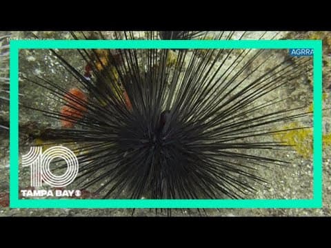 The Red Sea urchin die-off