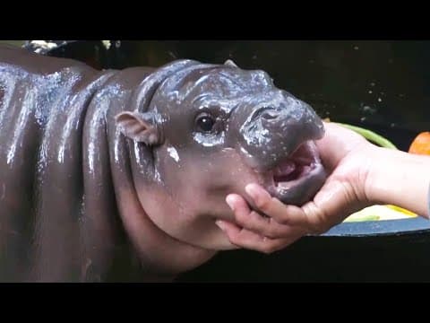Baby Hippo Moo Deng Is a Social Media Star