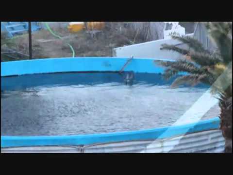 Misty the dolphin at Taiji Dolphin Base left to die alone
