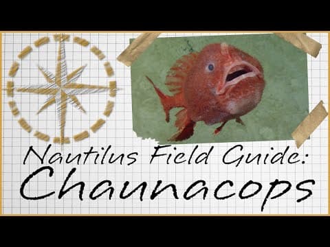 Nautilus Field Guide: Chaunacops Anglerfish | Nautilus Live