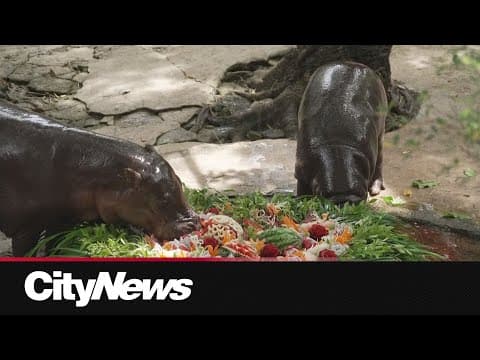 Moo Deng celebrates first birthday with giant feast and four-day celebration