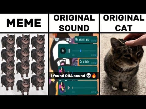 OIIA Cat Meme vs Original Sound vs Original Cat