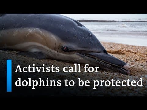 Dolphins off France increasingly dying from fishing nets | Focus on Europe