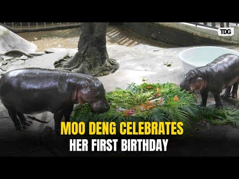 Moo Deng the Hippo Turns One, Thailand's Internet Star Celebrates