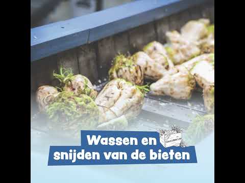 From beet to sugar ("Van Biet Tot Suiker")