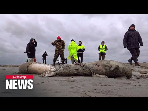 The Caspian seal die-offs